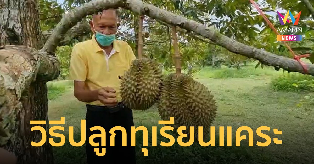 เกษตรกรชาวระยอง แนะวิธีปลูกทุเรียนให้ต้นเตี้ย เก็บสะดวก ไม่ต้องปีน