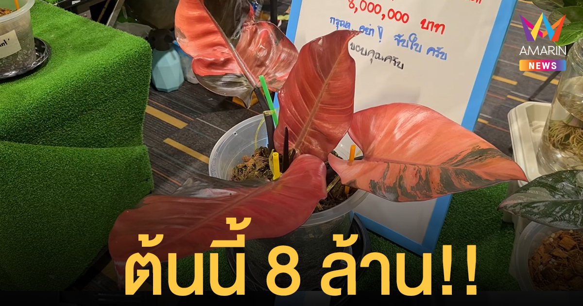 สู้ไหม 8 ล้าน ต้นฟิโลเดนดรอน เจ้าของเผยแพงเพราะหายาก