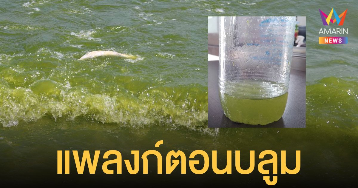 กรมเจ้าท่าแจง ทะเล เขียวที่บ้านกรูด ประจวบคีรีขันธ์ คือ แพลงก์ตอนบลูม