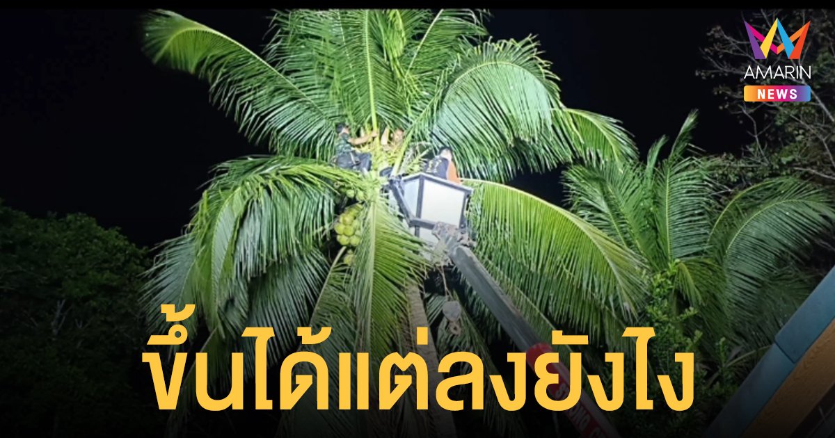 หวังดีช่วยเมียประยัดยุค ของแพง หนุ่มสตูลปีนเก็บมะพร้าวทำกับข้าว ขึ้นได้แต่ลงไม่ได้ กู้ภัยช่วยวุ่น