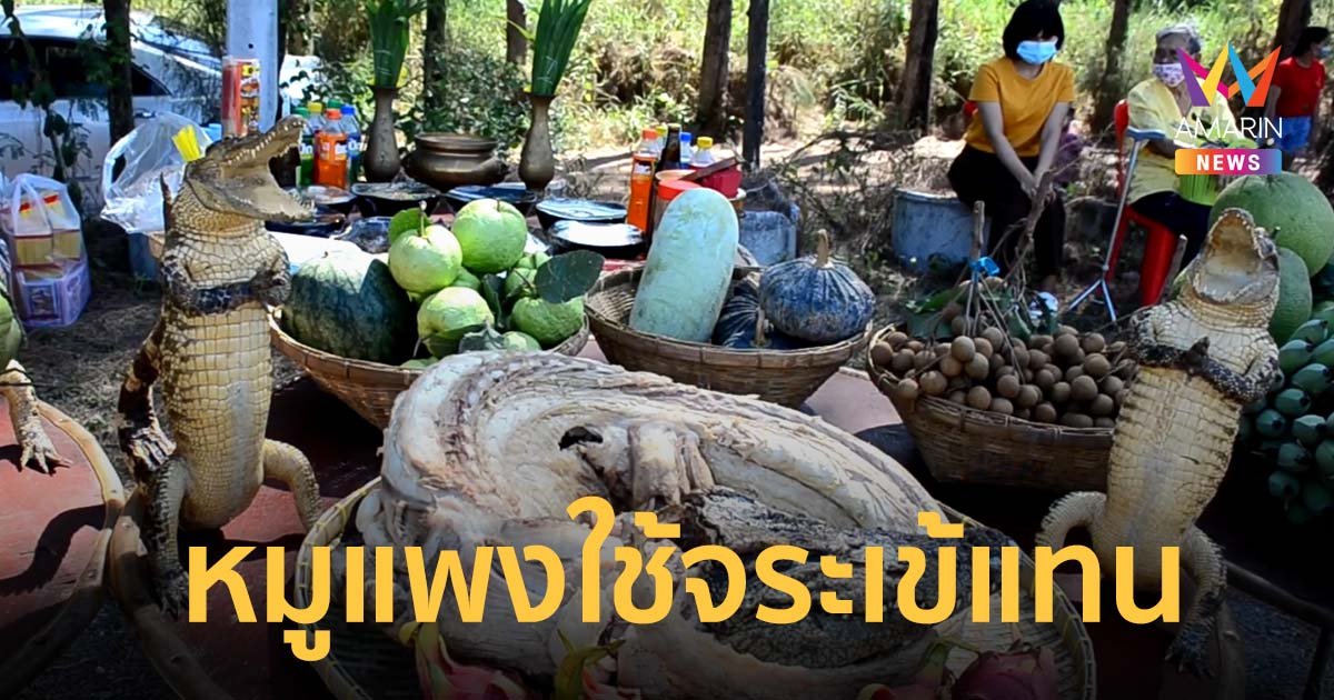 ยุคหมูแพง ยกจระเข้ต้มทั้งตัวไหว้บรรพบุรุษ วันตรุษจีน