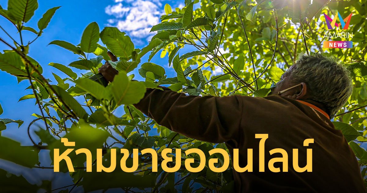 แก้ไข พ.ร.บ.กระท่อม 11 มาตรา ห้ามขายออนไลน์ - ขายเยาวชนเจอโทษ 2 เท่า