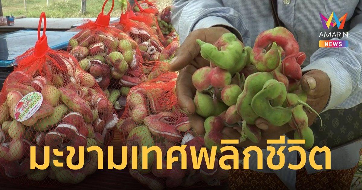 เกษตรกรโคราช เลิกทำนา หันมาปลูกมะขามเทศ โกยเงินแสนให้ครอบครัว