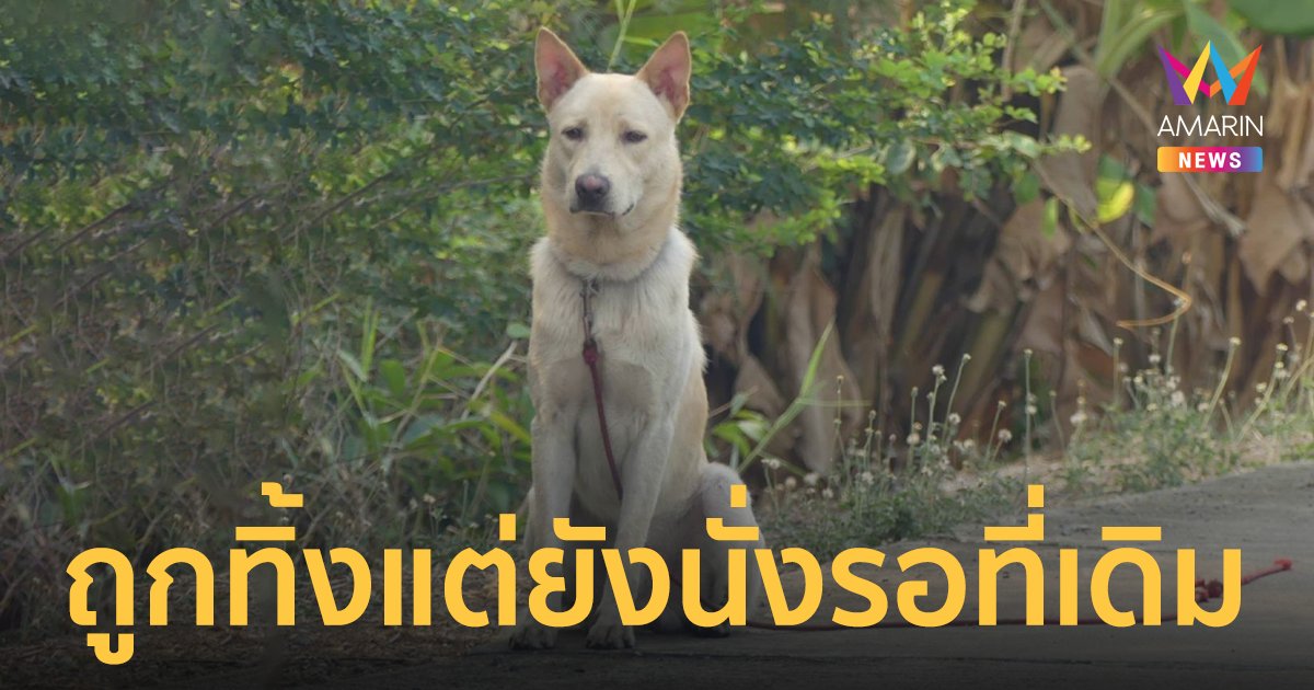 สะเทือนใจ! น้องหมาถูกเจ้าของเอามาทิ้ง นั่งรอที่ต้นกลัวยไม่ยอมไปไหน