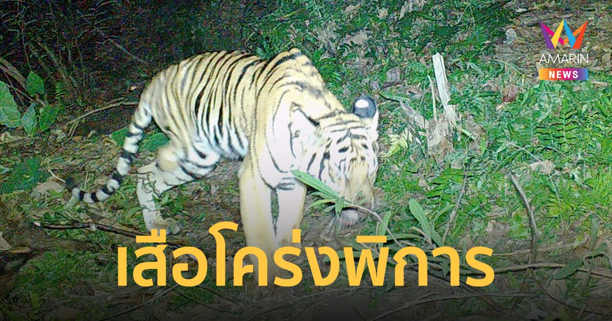 อุทยานฯ เผยภาพ เสือโคร่ง พิการกินซากควายในป่าปิล๊อกคี่