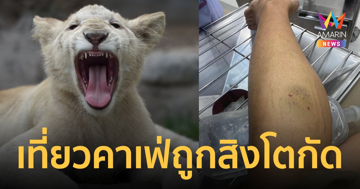 เตือนภัย สาวเที่ยว คาเฟ่สัตว์แปลก ถูกลูกสิงโตกัด ทางร้านไม่รับผิดชอบ อ้างเซ็นยินยอมแล้ว