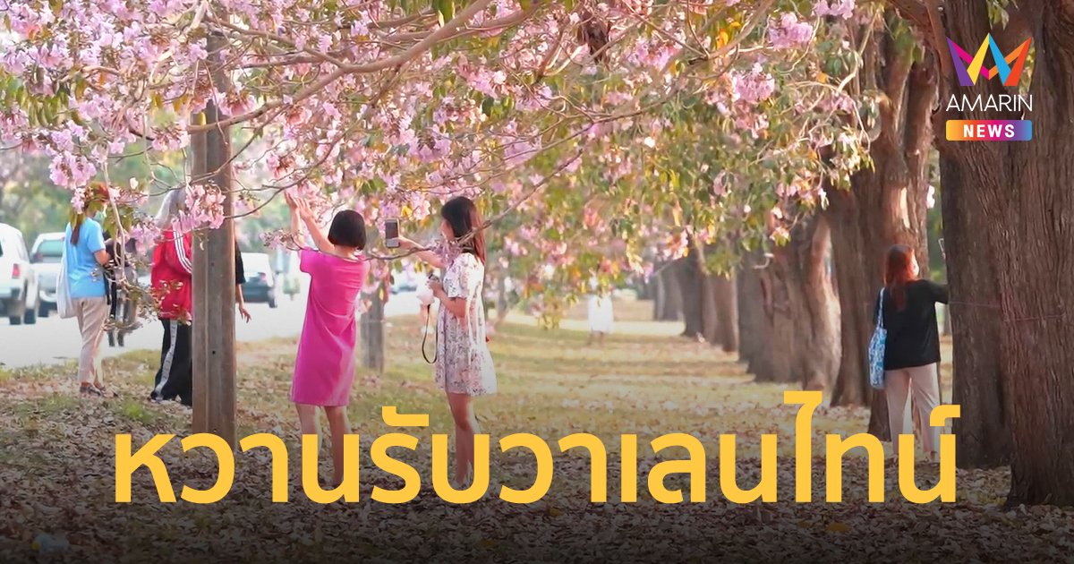 ชมพูพันธุ์ทิพย์ ม.เกษตรศาสตร์ กำแพงแสน บานสะพรั่งต้อนรับ วันวาเลนไทน์