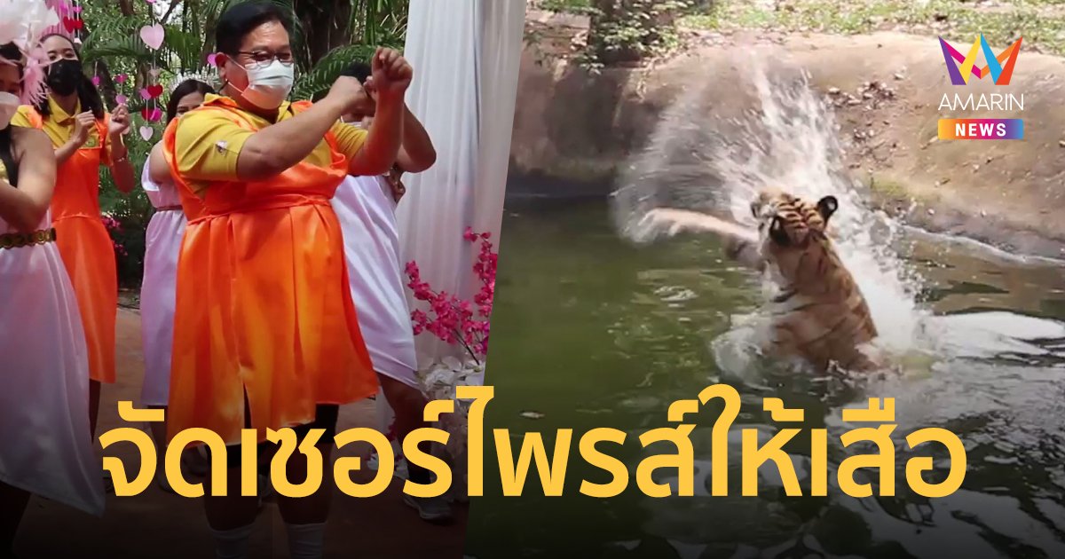 ฮิตไม่ไหว! ผอ.สวนสัตว์อุบลฯ แต่ง ชุดโกโกวา จัดเค้กเนื้อเซอร์ไพรส์เสือ น้องวาเลนไทน์