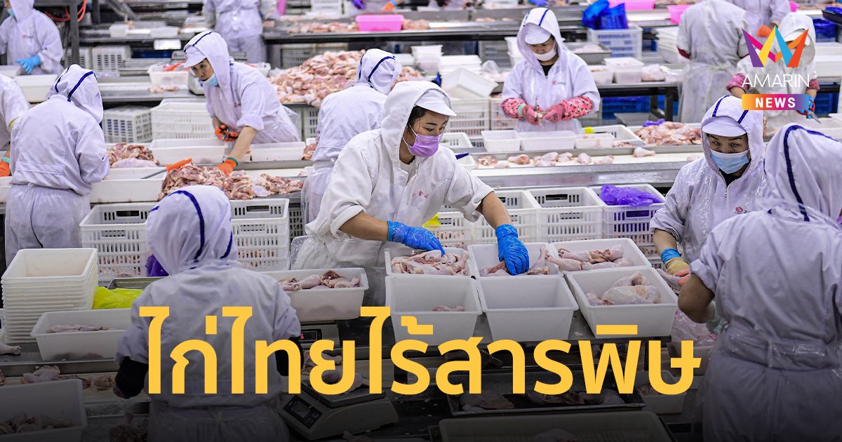 ปศุสัตว์ ยัน คอ-ปีก-หัว ไก่ ปลอดภัยไร้สารตกค้าง-ฮอร์โมน