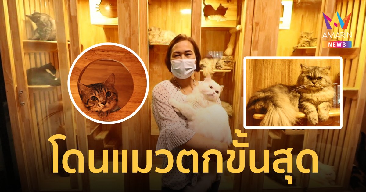 ทาสระดับแอดวานซ์! อดีตพยาบาลโดน แมว ตก จนต้องออกจากงานมาเปิดคาเฟ่แมว