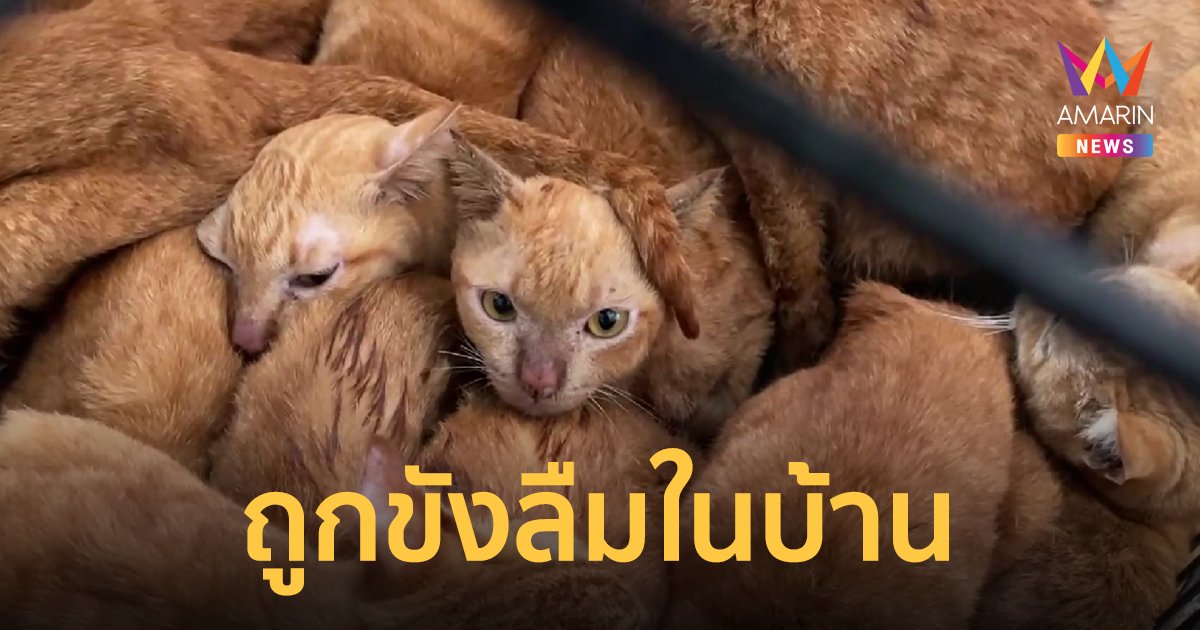 บุกบ้านช่วย แมว ถูกขังลืมอดอาหารอดอาหาร 20 ตัวพบตาย 7 ตัว