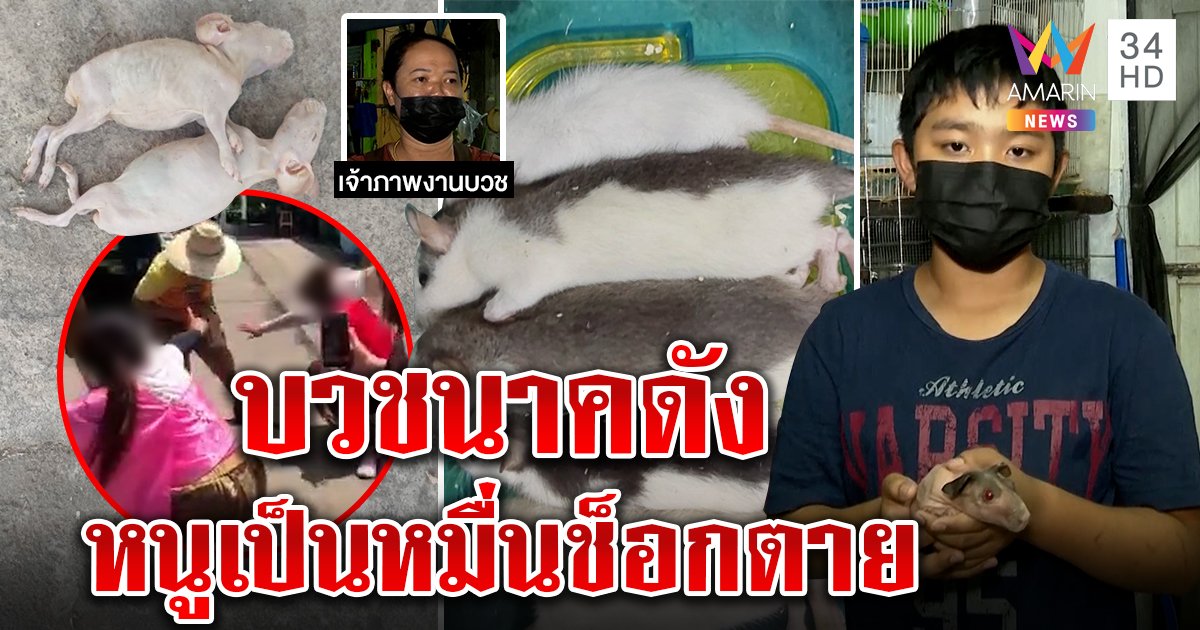 เด็ก ป.5 เศร้าข้างบ้านแห่นาคดังทำหนูตายเกลื่อน คู่กรณีงงราคาเป็นหมื่นขอจ่ายพันห้า (คลิป)