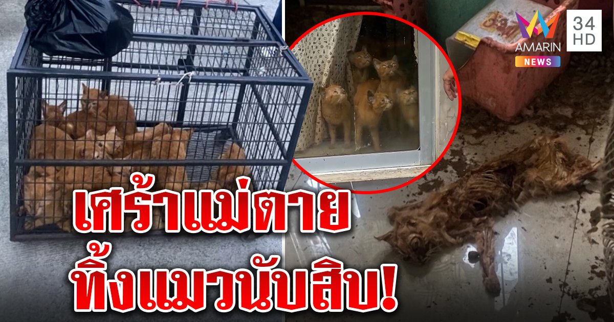 สลดแมวส้มนับสิบถูกทิ้ง อดตายคาบ้าน เจ้าของอ้างแม่ตายเสียใจไม่ว่างดูแล (คลิป)