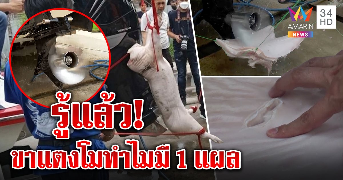 จับหมูโยนใส่ใบพัด เทียบแผลแตงโม สื่อลุยทดลองเทียบผลหมอ รู้แล้วทำไมขามี 1 แผล (คลิป)