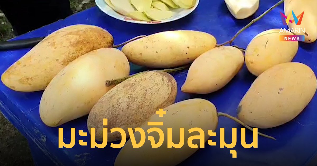 จิ๋มละมุน มะม่วงพันธุ์ใหม่จากเกษตรกรบ้านแพ้ว จ.สมุทรสาคร หวานฉ่ำ เนื้อกรอบนุ่ม