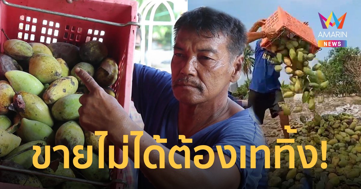 ชาวสวน สุพรรณบุรี-อ่างทอง-สิงห์บุรี สุดทน! เทมะม่วงทิ้ง ประชดราคาตกต่ำ ขายไม่ได้
