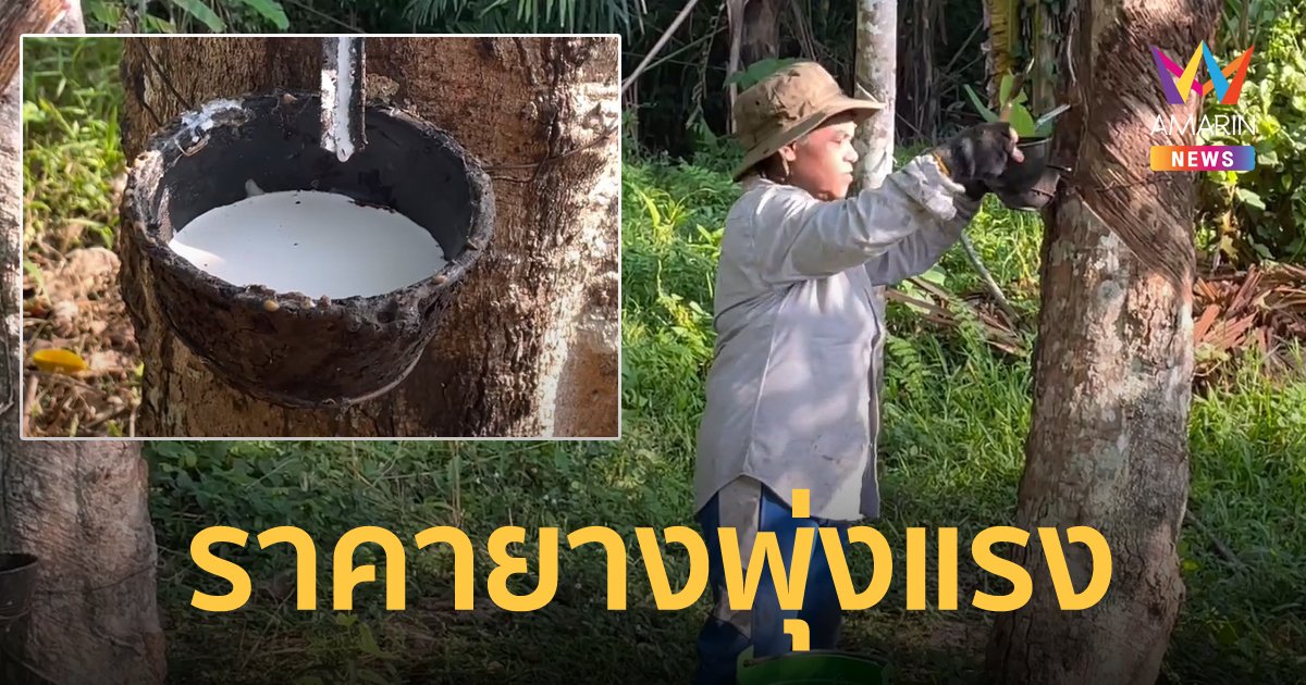 ชาวสวนยางพารา ดีใจราคาพุ่ง กก.ละเกือบ 70 บาท สูงมากที่สุดในรอบ 2 ปี