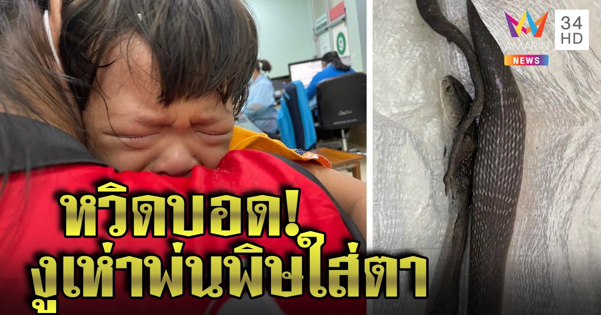 งูเห่าโผล่ในห้องน้ำพ่นพิษใส่ตาเด็ก 3 ขวบ กู้ภัยเร่งส่งหมอทันเวลาหวิดตาบอด (คลิป)