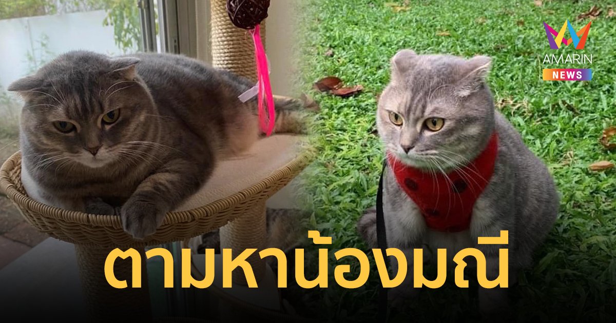 เจ้าของเป็นห่วงมาก ประกาศตามหาแมวหาย "น้องมณี" ใครหาเจอให้ 3 แสน