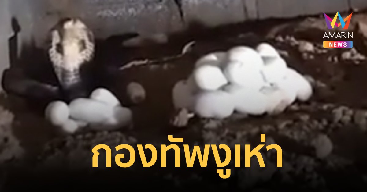 4 แม่งูเห่าทำรังใต้ถุนบ้านเจ้าของสวนมะพร้าว สร้างกองทัพลูกงู วางไข่กว่า 70 ฟอง