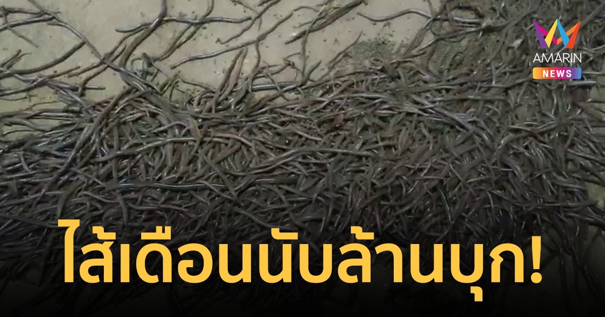 ขนลุก! ไส้เดือนนับล้านบุกอุ้มผาง หวั่นเป็นลางบอกน้ำท่วม อ.เจษฏ์ ไขคำตอบแล้ว
