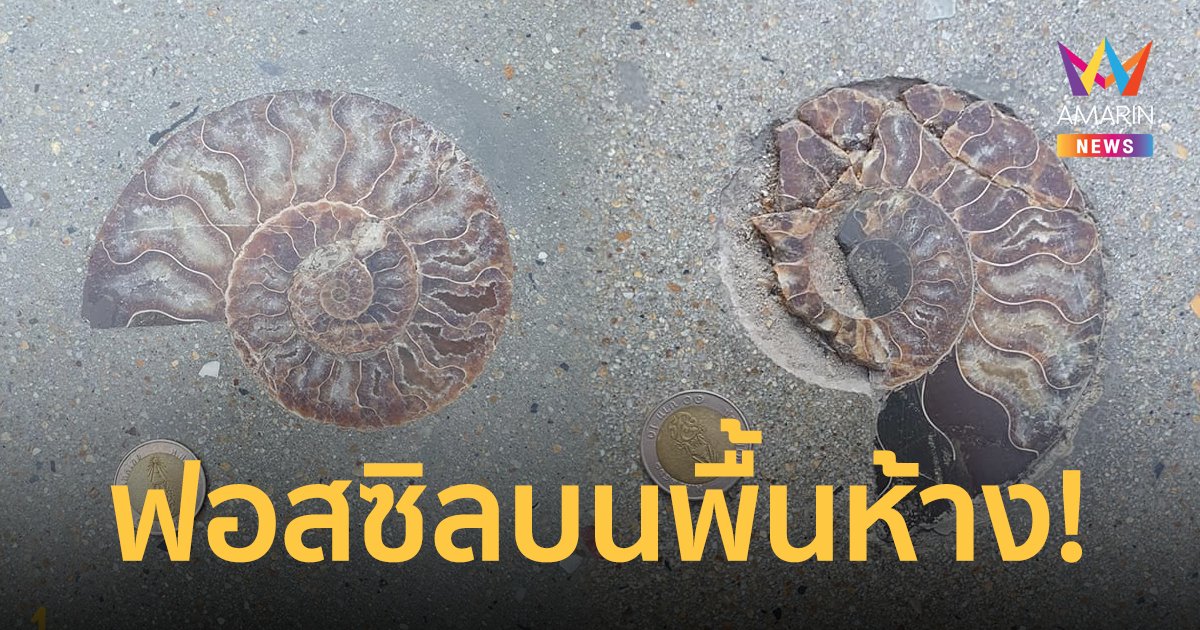 สะพรึง! ฟอสซิล โผล่พื้นห้างดังกลางกรุง 37 จุด คาดมาจากทวีปแอฟริกา
