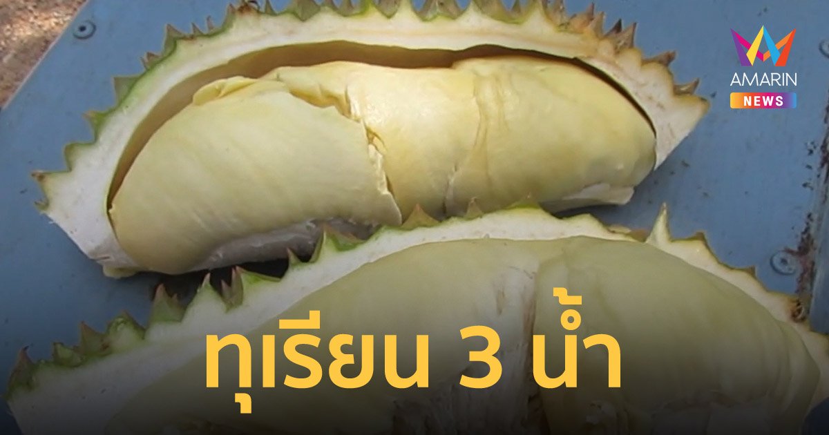 ทุเรียน 3 น้ำสมุทรสงคราม หมอนทองลูกละพัน ก้านยาวเริ่มที่ 5 พันบาท