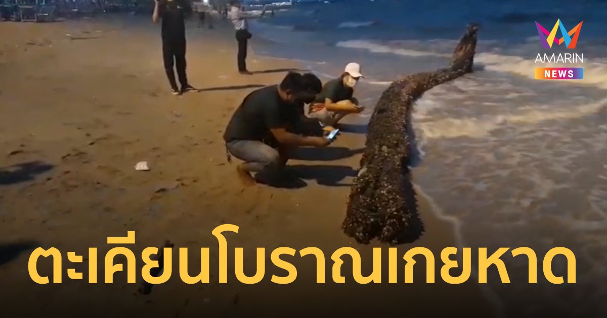 ตะเคียนโบราณ อายุนับร้อยปี ลอยเกยชายหาดบางแสน คอเลขเด็ดฮือฮา