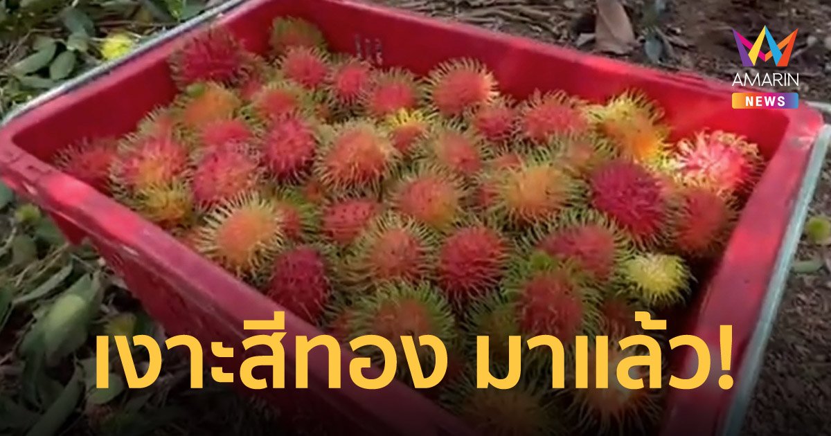 ออกแล้ว! เงาะสีทอง จ.ตราด ราคาดิ่งลงเหลือ กก.ละ 20 บาทเศษ