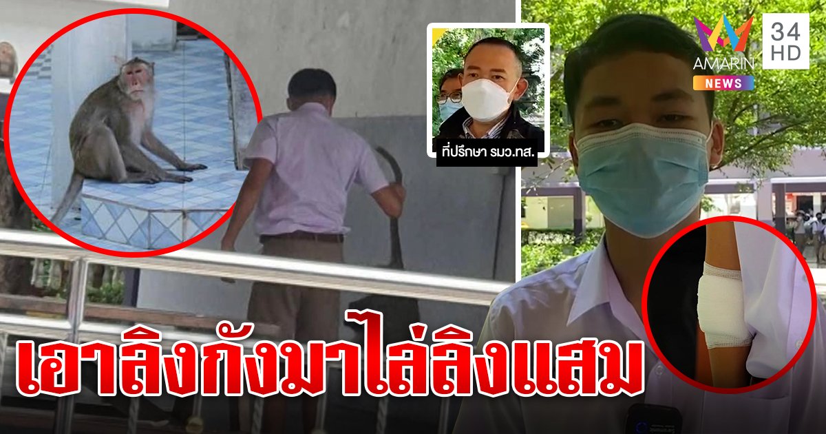 เด็ก ม.3 สุดทนจับลิงเขาวังทุ่มฉุนแย่งข้าว ผอ.จ่อปล่อยลิงกังจัดการลิงแสม (คลิป)