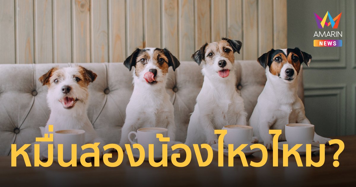 เมนต์สนั่น คาเฟ่น้องหมาหาพนักงาน จบป.ตรี พูดสองภาษา เงินเดือนหมื่นสอง