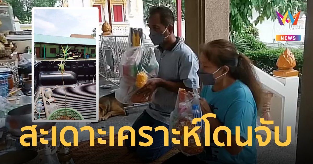ลุงป้า จับมือสะเดาะเคราะห์ หลังถูกจับเพราะปลูกกัญชาต้นจิ๋ว