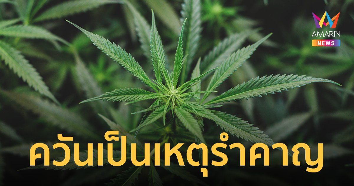 กรมอนามัย ประกาศควันจาก กัญชากัญชง เป็นเหตุรำคาญ เห็นสูบเอาผิดได้