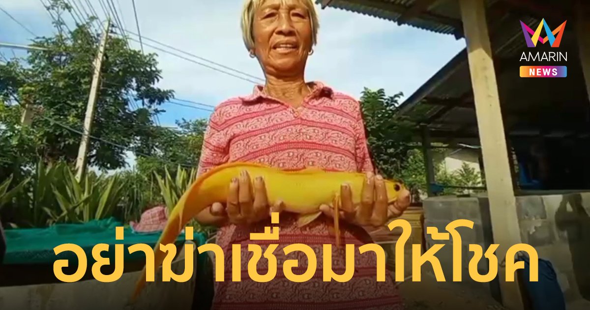 ป้าเจอปลาช่อนเผือกกะทำแกงส้ม เพื่อนบ้านร้องทัก อย่าๆๆ เขามาให้โชค