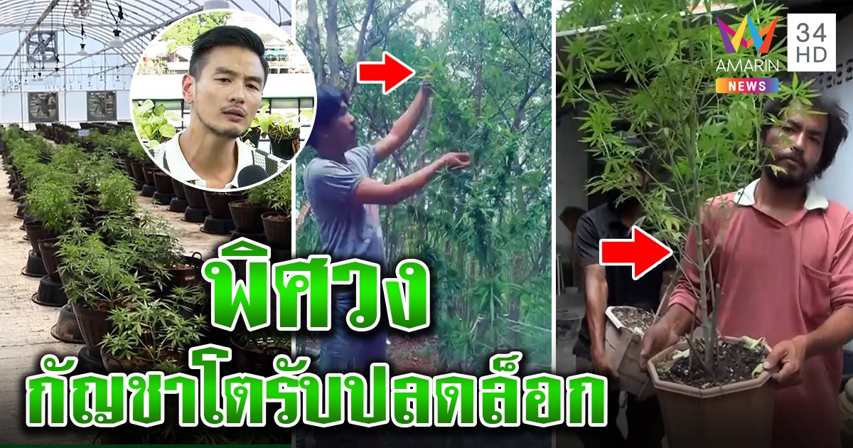 คึกทั่วไทย! ปลดล็อกกัญชา ขนต้นเบ้อเร่อตั้งโชว์ตำรวจ “บีม พลังใบ” ดึงสติดูดหนักก็ตายได้ (คลิป)