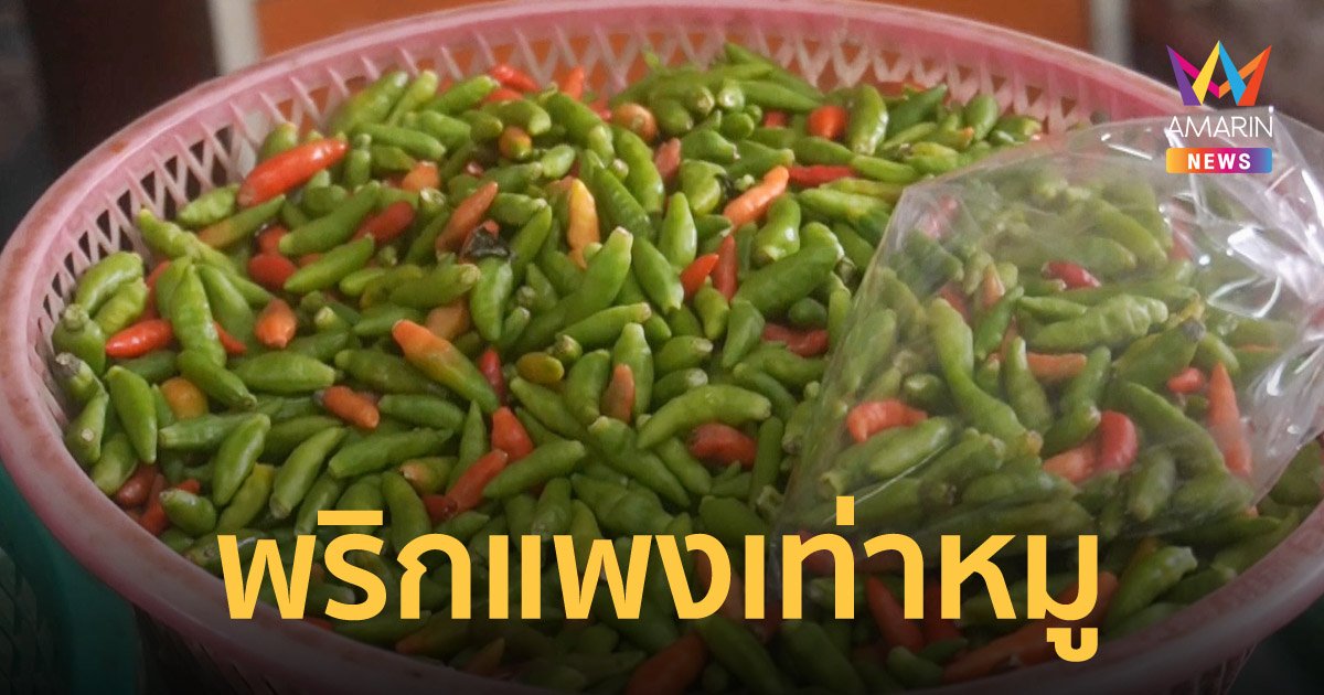น้ำมันแพง! พริกขี้หนูสวน ขยับราคาเป็นกิโลกรัมละ 250 บาท เท่ากับเนื้อหมูสด