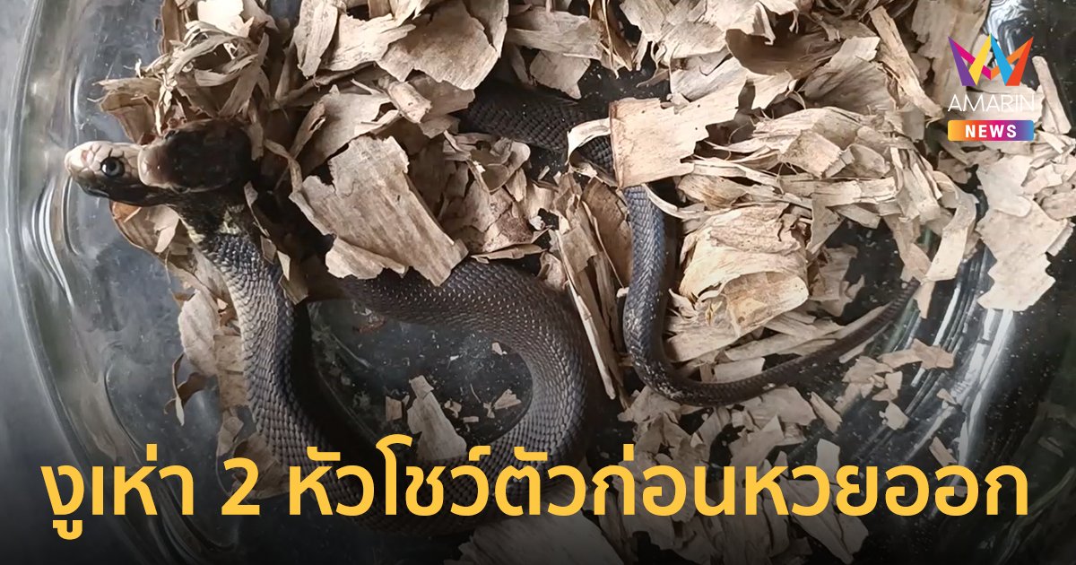 งูเห่า 2 หัว แลบลิ้นโชว์ตัวใต้รถบรรทุก ชาวบ้านจุดธูปตีเลขเด็ด 16 มิ.ย.