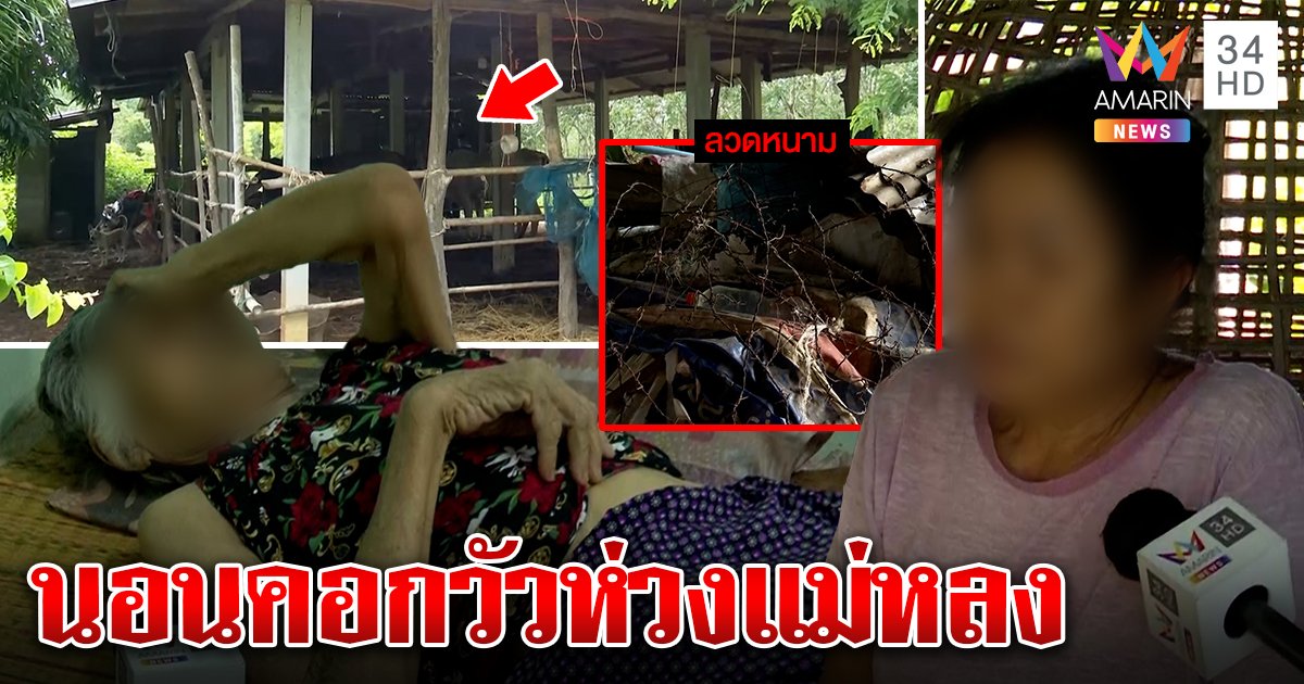 สยบดราม่า! ลูกขังแม่ในคอกวัวที่แท้ป่วยอัลไซเมอร์ ห่วงเผาบ้านล้อมรั้วกันเดินหลง (คลิป)