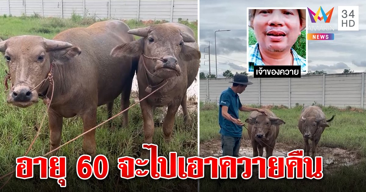 หนุ่มงงเพื่อนฝากเลี้ยง 2 ควาย เจ้าตัวรับผูกพันศึกษาการเลี้ยงผ่านยูทูบ เพื่อนเผยฝากไว้รอ 60 จะไปเอาคืน (คลิป)