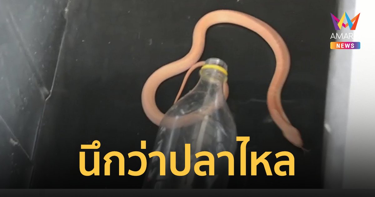 เกือบไปแล้วนึกว่าปลาไหล ที่แท้ "งูเห่าเผือก" คอหวยไม่พลาดแห่ตีเลข