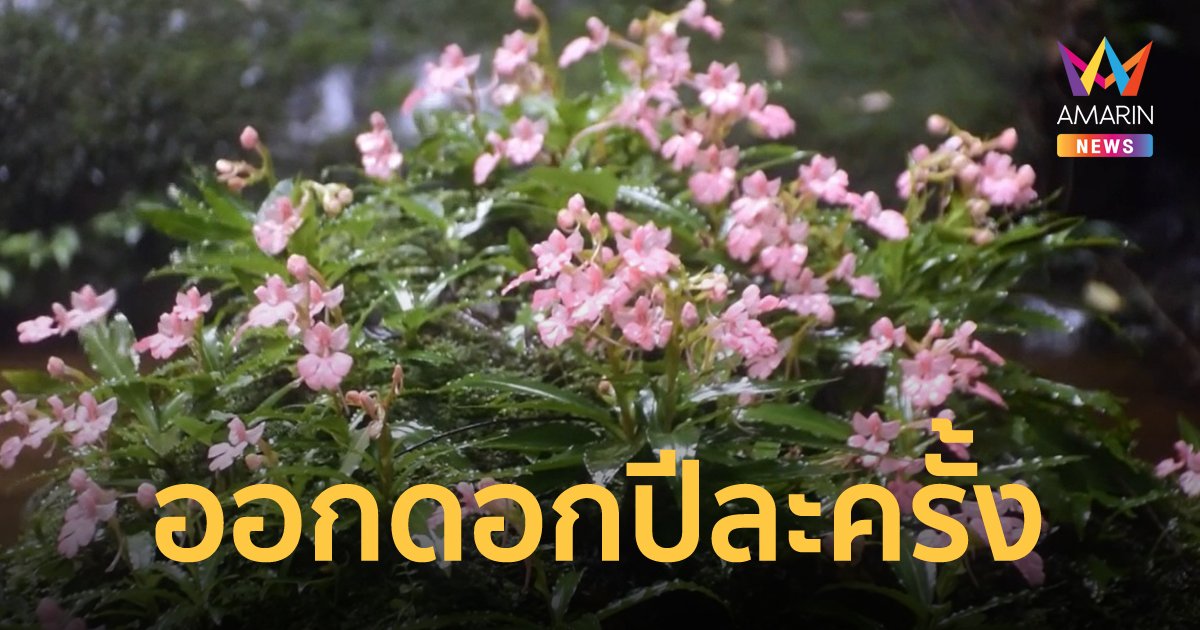 ดอกลิ้นมังกร สีชมพูสด ออกดอกปีละครั้งให้ชมความงามที่ภูหินร่องกล้า