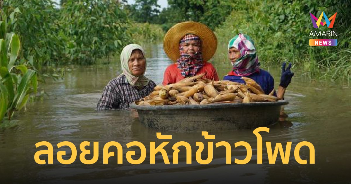 ฝนถล่มปราจีนฯ น้ำท่วมไร่ข้าวโพด ต้องจ้างคนงานลอยคอหักผลผลิตก่อนเน่าตาย