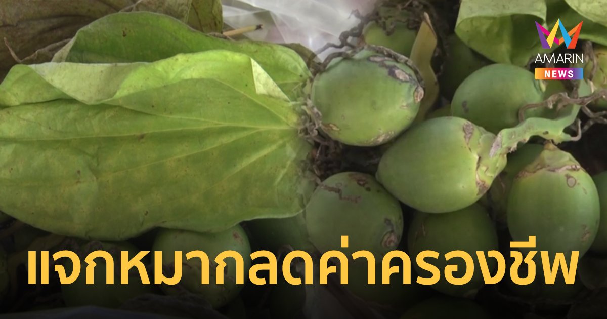 เอาใจสูงวัย! กาฬสินธุ์ แจกหมาก-พลู ลดภาระค่าครองชีพคนแก่ยุคของแพง