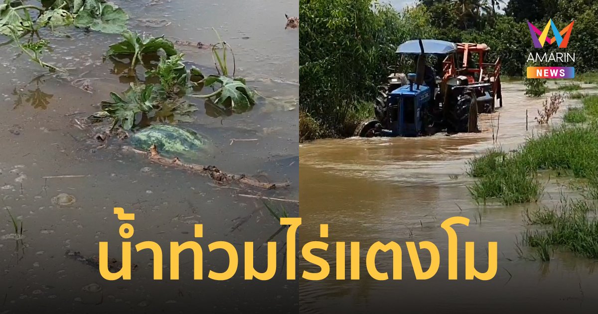 ฝนตกหนัก น้ำท่วมไร่แตงโม ชาวสวนจ้างรถไถเก็บผลผลิต ดีกว่าปล่อยจมน้ำทิ้ง