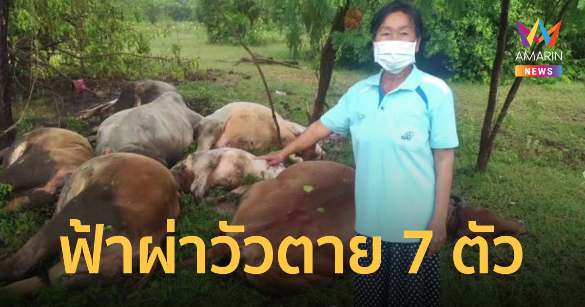 ฟ้าผ่าวัวตายพร้อมกัน 7 ตัว เจ้าของน้ำตานอง สิ้นเนื้อประดาตัว