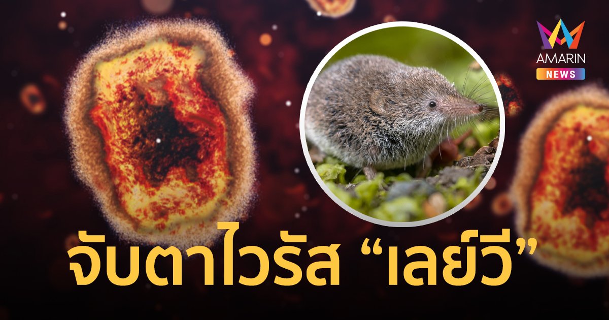 จีนพบ "ไวรัสเลย์วี" คาดมี "หนูผี" เป็นพาหะ ยังไม่มีรายงานติดจากคนสู่คน