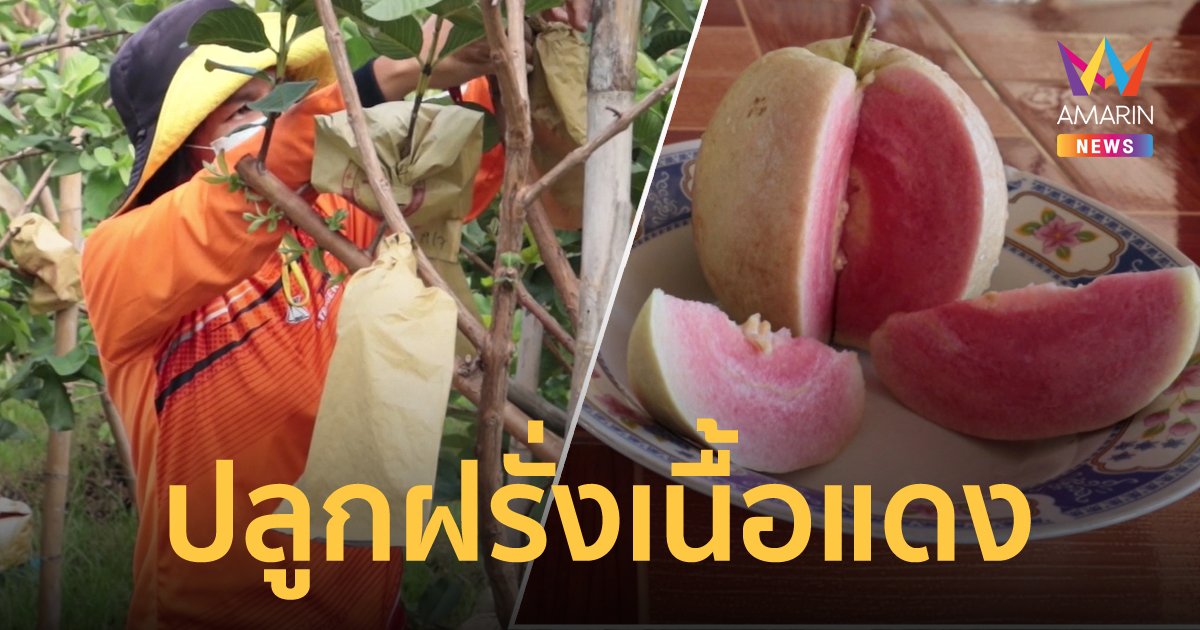 ชาวสวนพิษณุโลก โค่นต้นมะม่วงทิ้ง ปลูกฝรั่งเนื้อสีแดง ขายง่าย รายได้ดี