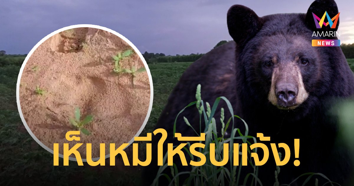 ใครเห็นหมีรีบแจ้ง! เจ้าหน้าที่เร่งผลักดันกลับป่า หลังบุกไร่ชาวบ้านโคราช 3 วัน