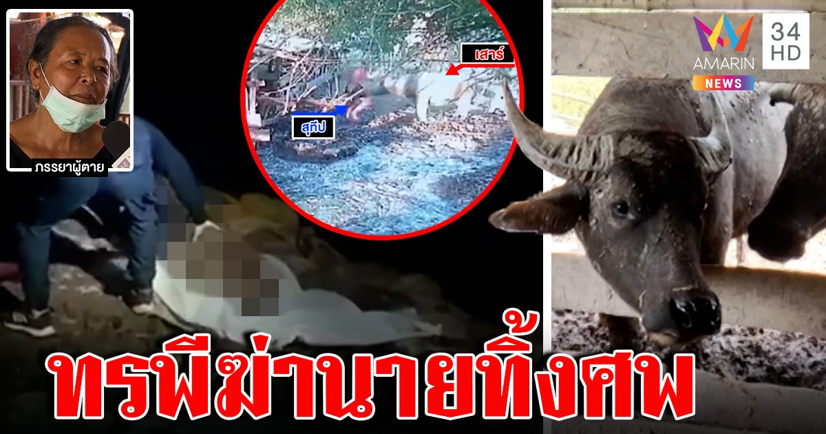 ควายคลั่ง! ขวิดเจ้าของดับคาคอก เมียตามเก็บศพเปิดวงจรปิดถึงรู้ ขอขายทิ้ง (คลิป)