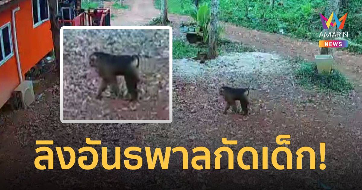 ลิงอันธพาล ขย้ำเด็ก 5 ขวบ ชาวบ้านผวาไม่กล้าออกจากบ้าน วอน จนท.เร่งจับ